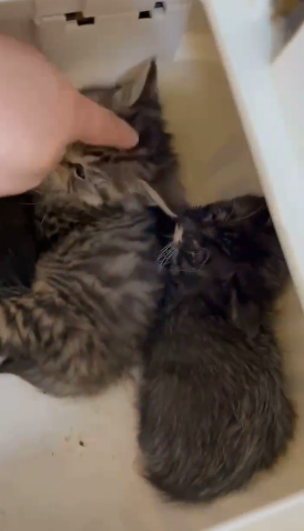 舒淇晒小动物的视频 倡议领养流浪小猫第2张图片