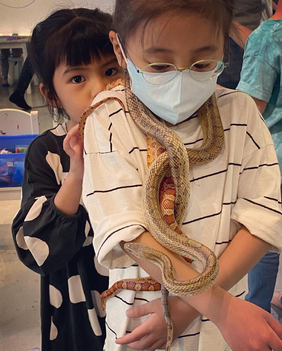 贾静雯带两女儿与爬行动物共处，咘咘两条蛇绕颈不带怕的！第3张图片